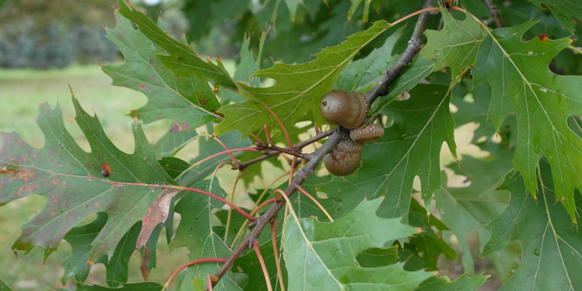 Red oak (Quercus rubra) Jim Robbins, NCSU, CC BY-NC-ND 4.0